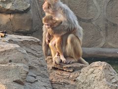 -石家庄市动物园