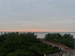 -宝安西湾红树林湿地公园