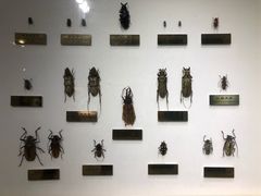 -上海昆虫博物馆