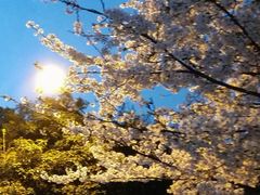 -武汉大学-樱园