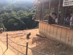 -岚山猴子公园