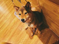 -柴务处·柴犬主题狗咖