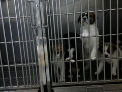 -美联众合动物医院·24h京西诊疗中心