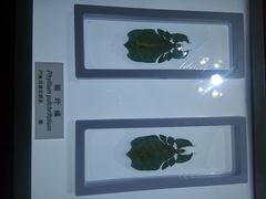 -上海昆虫博物馆