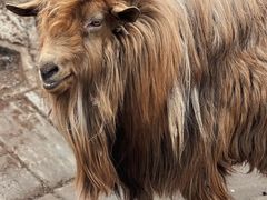 -北京鹿世界主题园