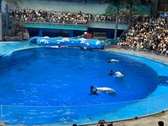 -海合安成都极地海洋公园