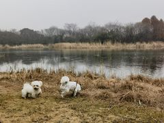 -贡湖湾湿地公园