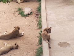 -西霞口神雕山野生动物世界