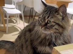 -藏猫猫咖啡主题馆(中央大道店)