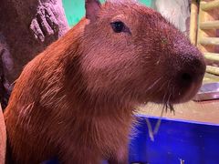 -正佳雨林生态植物园