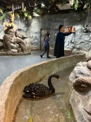 -Zoolung Zoolung动物主题公园(海信广场店)