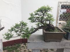 -西苑公园
