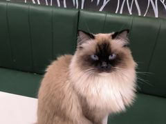 -安格丽娜·狗咖·猫咖羊驼咖(春熙路百盛商场店)