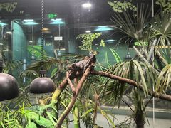 -上海大自然野生昆虫馆(东方明珠·爬宠昆虫探索中心)