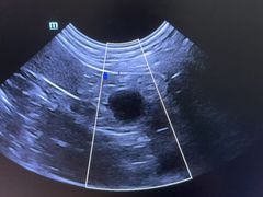 -爱牧宠物医院·猫专科·骨科·内窥镜(甪直店)