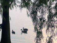 -海珠湖公园