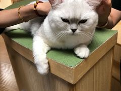 -猫和宫(六道口店)