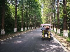 -黄海国家森林公园