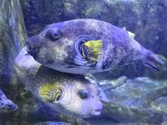 -太平洋海底世界