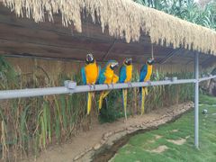 -西霞口神雕山野生动物世界