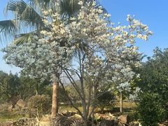 -福清灵石山国家森林公园