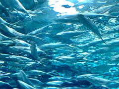 -上海海洋水族馆