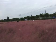 -鹅湖玫瑰文化园