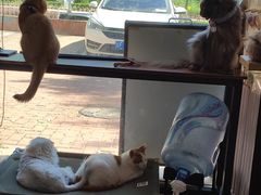 -平行世界·猫咖(首经贸店)