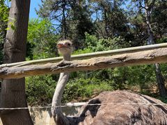 -燕塞湖鸟语林景区