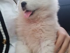 -芭比堂动物医院·犬猫全科·异宠专科(雁塔分院)