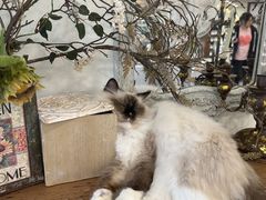 -共舞时光猫咖·狗咖(新街口店)