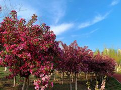 -天津东丽湖风景区