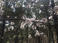 -北京鹫峰国家森林公园