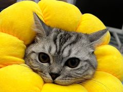 -pd派德宠物中心医院24H急重症·眼科中心·血液透析中心(嵩山北路店)