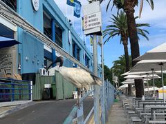 -悉尼鱼市场