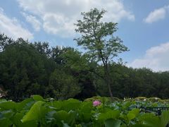 -莲花池公园