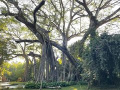 -瑞丽独树成林风景区