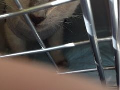 iphone_upload_pic-纳吉亚猫专科动物诊疗中心(蒋宅口分院)