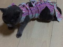 -灵美宠物诊所