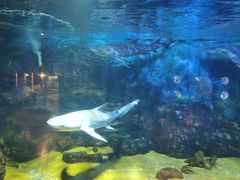 -烟台海昌鲸鲨海洋公园