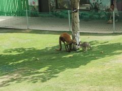 -西霞口神雕山野生动物世界