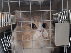 -伟伟宠物医院·CT影像中心·瑞派犬猫综合性门诊(汉口总院)