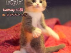 -Bastet sally猫舍购宠(静安店)