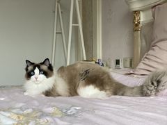 -贝康宠物医院·犬猫全科·小动物特色诊疗中心(东环路店)