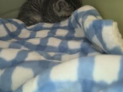 -纳吉亚猫专科动物医院博雅分院