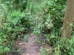 -合肥滨湖国家森林公园