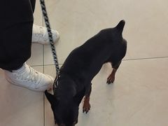 -康爱犬猫诊所·牙专科·骨外科·影像内科(丰宁店)