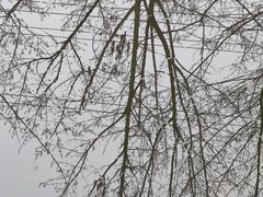 -桤木河湿地公园