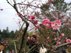 -西湖外事游船(花港观鱼码头)