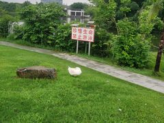 -大宁郁金香公园-停车场